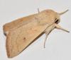 Mythimna vitellina